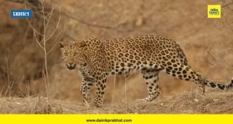 Shirur News : बिबट्याच्या हल्ल्यांना बसणार लगाम? पिंपरखेड येथे उपाययोजनात्मक कार्यशाळेचे आयोजन