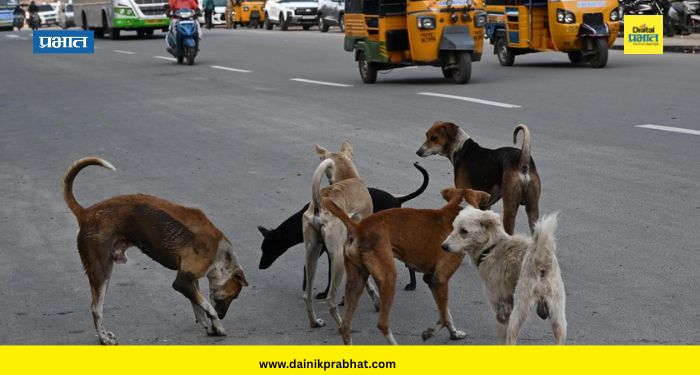 Stray Dogs Pune : शहरात भटक्या कुत्र्यांचा सुळसुळाट, पण महापालिका फक्त 'या' कुत्र्यांनाच पकडणार; काय आहे कारण?