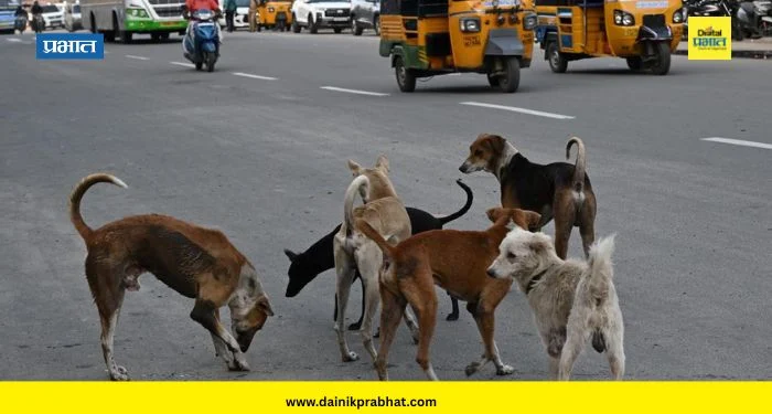 Stray Dogs Pune : शहरात भटक्या कुत्र्यांचा सुळसुळाट, पण महापालिका फक्त ‘या’ कुत्र्यांनाच पकडणार; काय आहे कारण?