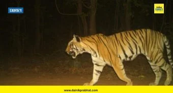 Chandrapur News : चार महिलांचा जीव घेणारी टी-2 वाघीण जेरबंद; नागरिकांनी सोडला सुटकेचा निःश्वास