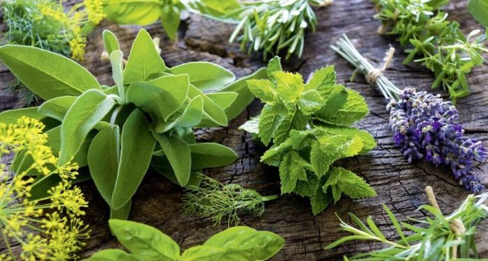 Medicinal Plants