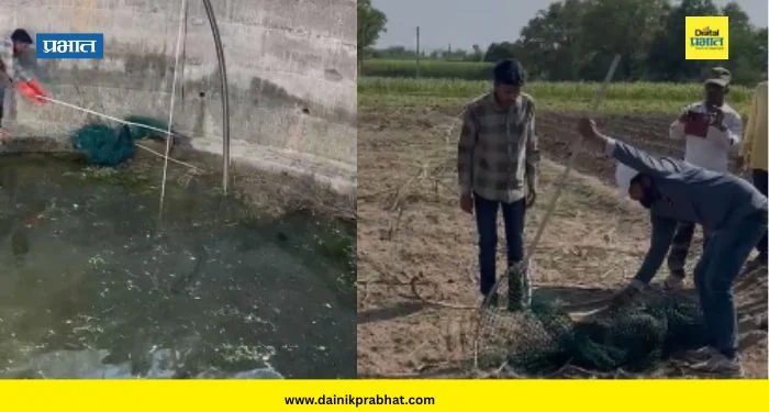Satara News : पाडेगाव येथे विहिरीत पडलेल्या कोल्ह्याची सुटका; वन विभागाच्या अधिकार्यांनी सोडले नैसर्गिक अधिवासात