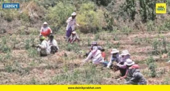 Farmers Struggle : घामाची किंमत मिळेना, पण शेती थांबेना; रणरणत्या उन्हात आळेफाटा परिसरात कांदा काढणी