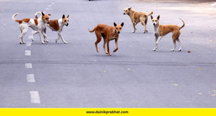 Stray Dogs Case Verdict: