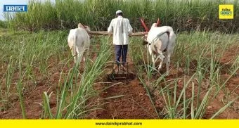 Traditional Farming : कमी खर्च अन् अधिक फायदा! ऊस बांधणीसाठी पुरंदरच्या शेतकऱ्यांची पुन्हा बैलजोडीलाच पसंती
