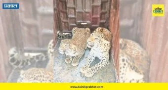 Two Leopards Trapped : दोन बिबटे अन् एकच पिंजरा! शिरूरच्या हिवरे कुंभारमध्ये वन विभागाचा 'डबल' धमाका; पाहा काय घडलं