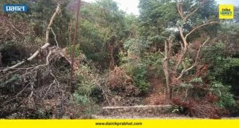 Pune Gramin : मुळशीतील निसर्ग सौंदर्य धोक्यात; झाडांची कत्तल वाढली, वनविभागाच्या भूमिकेवर प्रश्नचिन्ह !