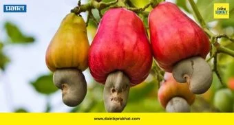 Cashew:  मूठभर काजू ठरतील आरोग्याचा खजिना! त्वचा, केस आणि हृदयासाठी जबरदस्त फायदे
