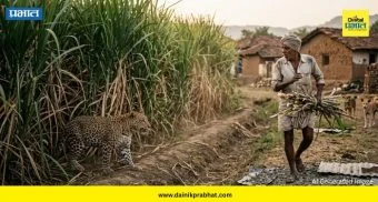 Leopard-Human Conflict : पुण्यात बिबट्यांच्या दहशतीला २५ वर्षे पूर्ण; आता चक्क उसाची शेते झालीत 'मॅटर्निटी होम'