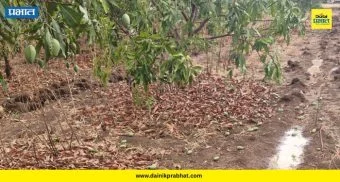 Hingoli : वादळी वाऱ्यासह अवकाळी पाऊस; आंबा, कांदा, हळद पिकांचे मोठे नुकसान, पंचनाम्याची मागणी