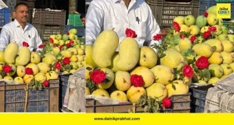 Kesar Mango : गुलटेकडीत ७५० ग्रॅमचा 'गोल्डन' केशर! आटपाडीच्या शेतकऱ्याचा डंका; मिळाला १२१ रुपयांचा उच्चांकी भाव