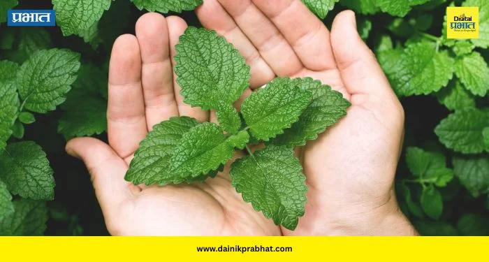 Mint Benefits: उन्हाळ्यात पुदिना ठरतो आरोग्याचा खजिना; शरीराला देतो थंडावा आणि ताजेपणा