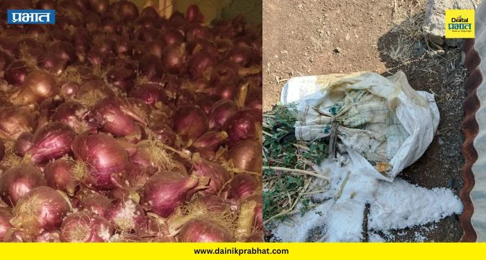 Narayangaon: अज्ञात व्यक्तीने कांदा चाळीत युरिया टाकला; 600 गोणी कांद्याचे नुकसान