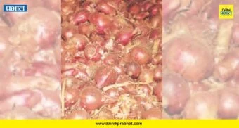 Onion Storage Damage : अज्ञात व्यक्तीने कांदा चाळीत टाकला युरिया; ६०० गोणी कांदा सडला, शेतकरी हवालदिल