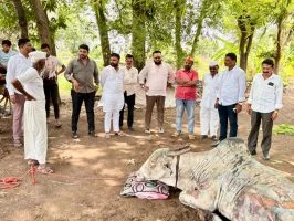 Tulapur Fire Accident : तुळापूरमध्ये भीषण दुर्घटना! शॉर्टसर्किटमुळे गोठ्याला आग, दोन बैल व घोडीचा दुर्दैवी मृत्यू
