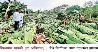 Pune District : चांडोली येथे वादळासह मुसळधार पाऊस; गोठ्यावर नारळाचे झाड पडून एका शेतकऱ्याचा दुर्दैवी मृत्यू