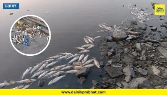 Indrayani River : इंद्रायणीत हजारो माशांचा मृत्यू; आषाढी वारीच्या तोंडावर प्रदूषणाचा प्रश्न ऐरणीवर