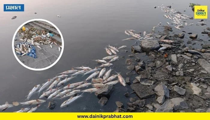 Indrayani River : इंद्रायणीत हजारो माशांचा मृत्यू; आषाढी वारीच्या तोंडावर प्रदूषणाचा प्रश्न ऐरणीवर