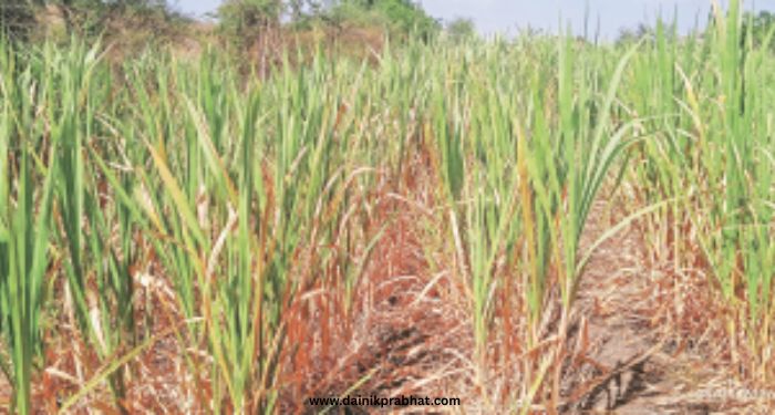 Sugarcane Crop