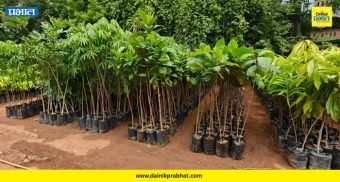 PMC News : महापालिकेची मोठी ऑफर! वनमहोत्सवात अवघ्या ५ रुपयांत मिळणार विविध वृक्षरोपे