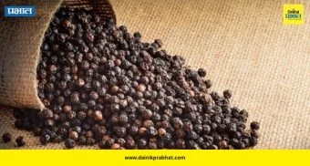 Black Pepper: उन्हाळ्यात काळी मिरी खावी की टाळावी? जाणून घ्या फायदे आणि तोटे