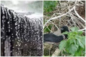 Rain Update: कावळ्याच्या घरट्यांतून पावसाचे संकेत; मावळात शेतकऱ्यांची आकाशाकडे नजर