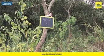 Trees per capita : शहरात माणसांपेक्षा झाडे कमी! पिंपरी-चिंचवडवर पर्यावरणीय संकट; वाचा धक्कादायक आकडेवारी
