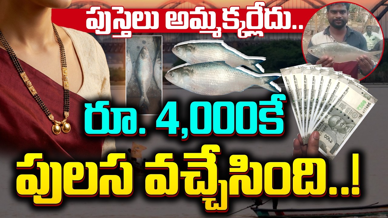 Top story: పుస్తెలు అమ్మక్కర్లేదు.. రూ. 4,000 కే పులస వచ్చేసింది…!