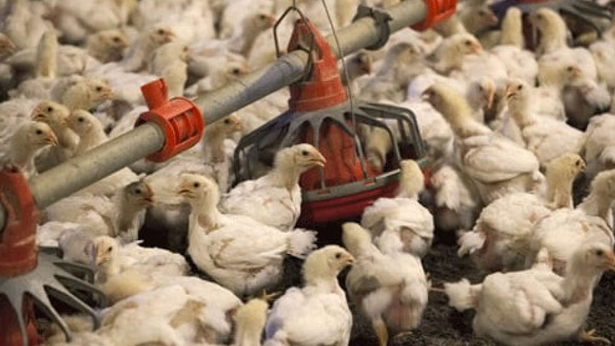 Bird Flu | మళ్లీ విజృంభిస్తున్న బర్డ్ ఫ్లూ.. ఆ జిల్లాల్లో కేసులు నమోదు