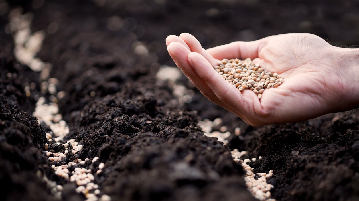Close-up of seeds being sown by hand into fertile soil, highlighting traditional farming and seed preservation
