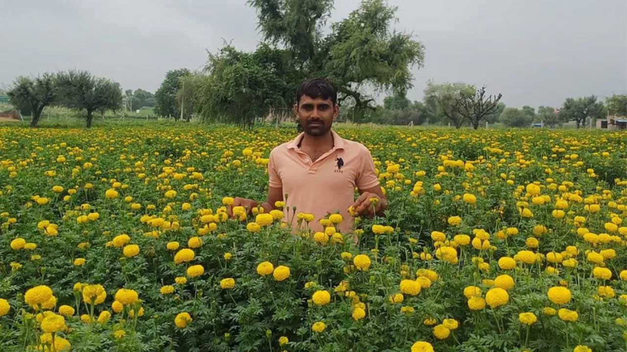 Marigold Farming | బంతిపూల సాగు.. ఏడాదికి రూ. 30 లక్షలు సంపాదిస్తున్న యువ రైతు