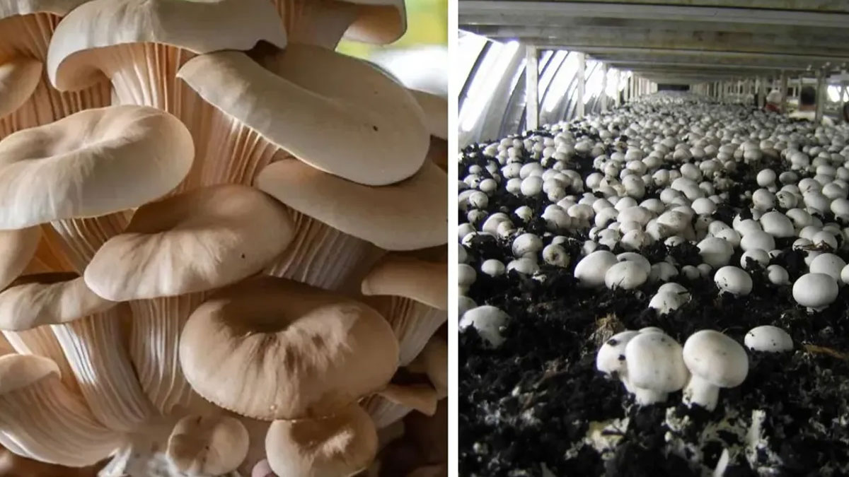 Mushroom Farming | ఇంట్లోనే చిన్న రూమ్లో పుట్టగొడుగులను పెంచుతూ లక్షలు సంపాదించవచ్చు
