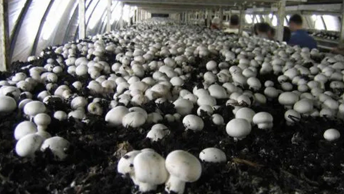 how to start mushroom farming at home