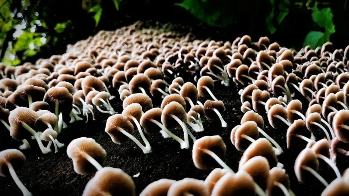 how to start mushroom farming at home