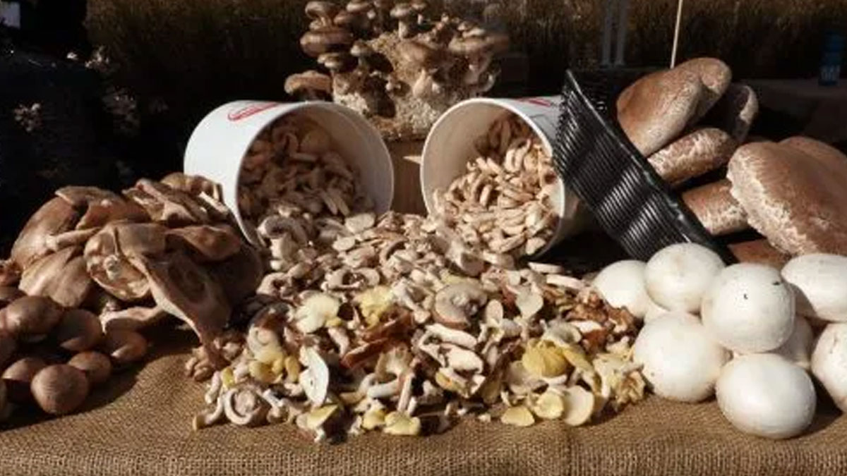 how to start mushroom farming at home