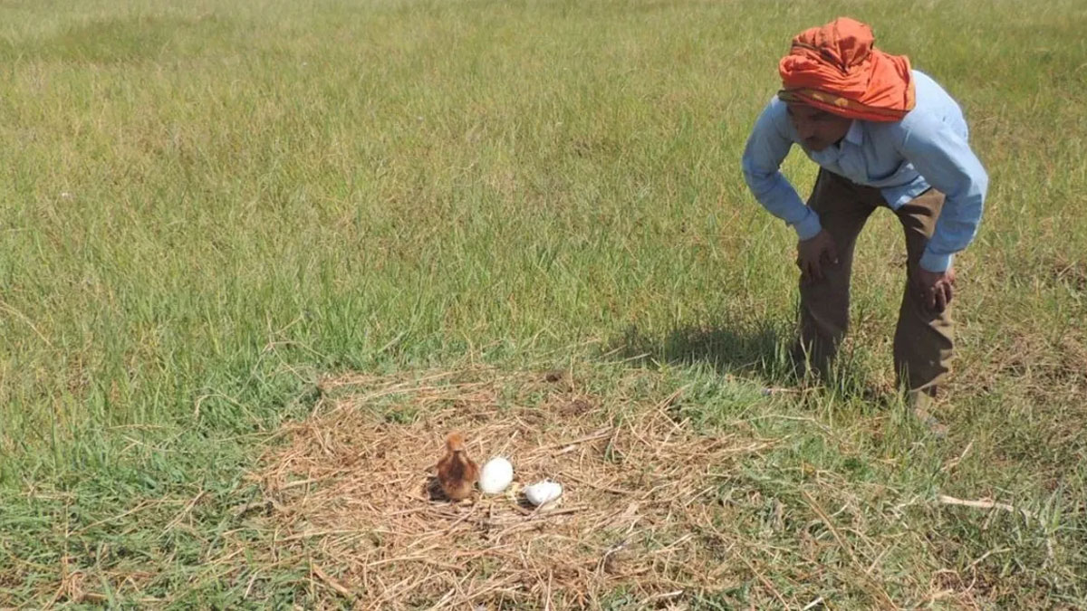 Sarus Crane | ప్రపంచంలోనే అత్యంత అరుదైన జాతికి చెందిన కొంగ పరిరక్షణ కోసం రైతుల ముందడుగు
