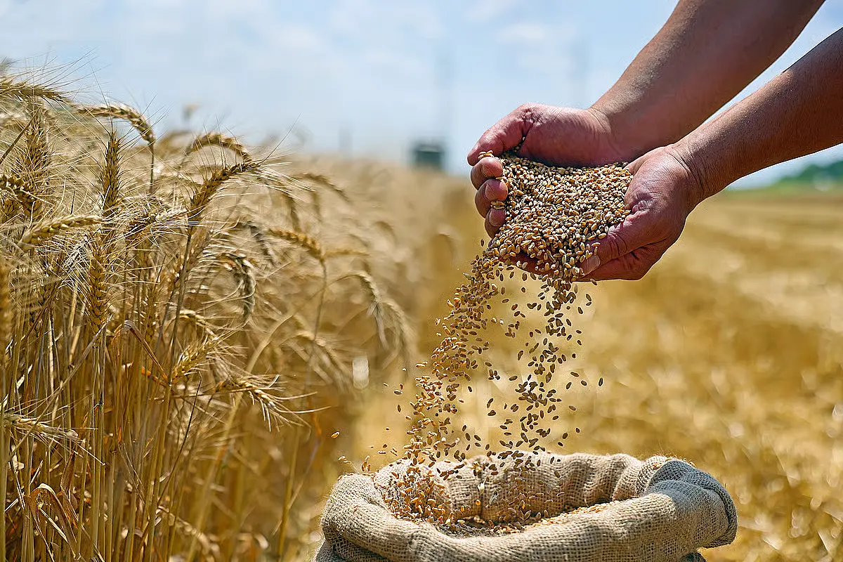 Farmer pouring harvested grain seeds into a sack in a wheat field, depicting crop production and seed management.