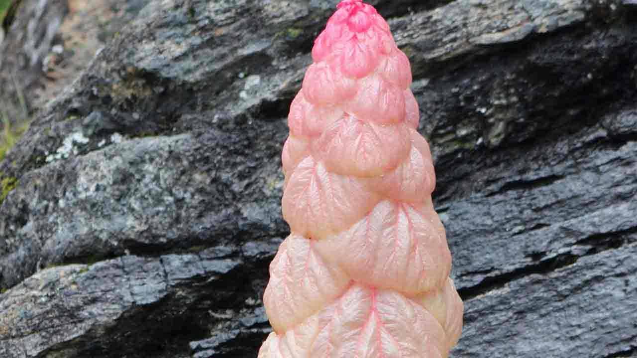 Sikkim Sundari | దశాబ్దాలకు ఒక్కసారే పూస్తుంది.. ఆ వెంటనే చనిపోతుంది.. సిక్కిం సుందరి ప్రత్యేకత తెలిస్తే ఫిదా కావాల్సిందే..!