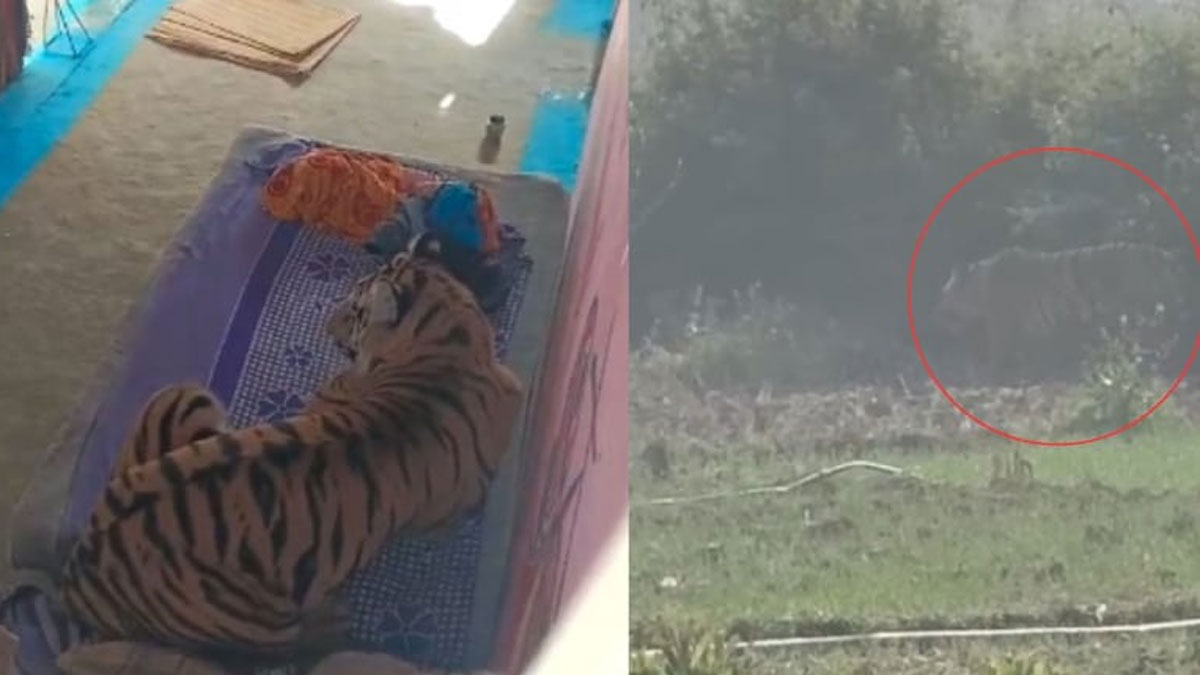 Tiger Attacks Man | సైలెంట్గా వచ్చి ఇంట్లోకి దూరి ఓ వ్యక్తిని అటాక్ చేసి మంచంపై కూర్చున్న పులి