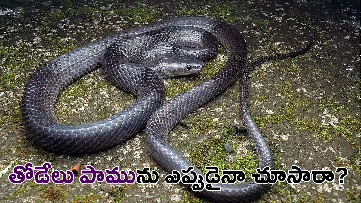 New Wolf Snake | స్టీవ్ ఇర్విన్ పేరుతో కొత్త తోడేలు పాము: గ్రేట్ నికోబార్ ద్వీపంలో అరుదైన ఆవిష్కరణ