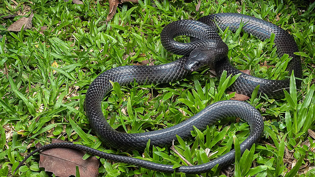 Non-venomous wolf snake Lycodon irwini resting on forest floor in Nicobar Islands