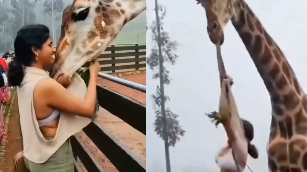 Viral Video | మహిళను అమాంతం గాల్లోకి ఎత్తేసిన జిరాఫీ.. వైరల్ వీడియో.. అసలు నిజం ఇదీ!