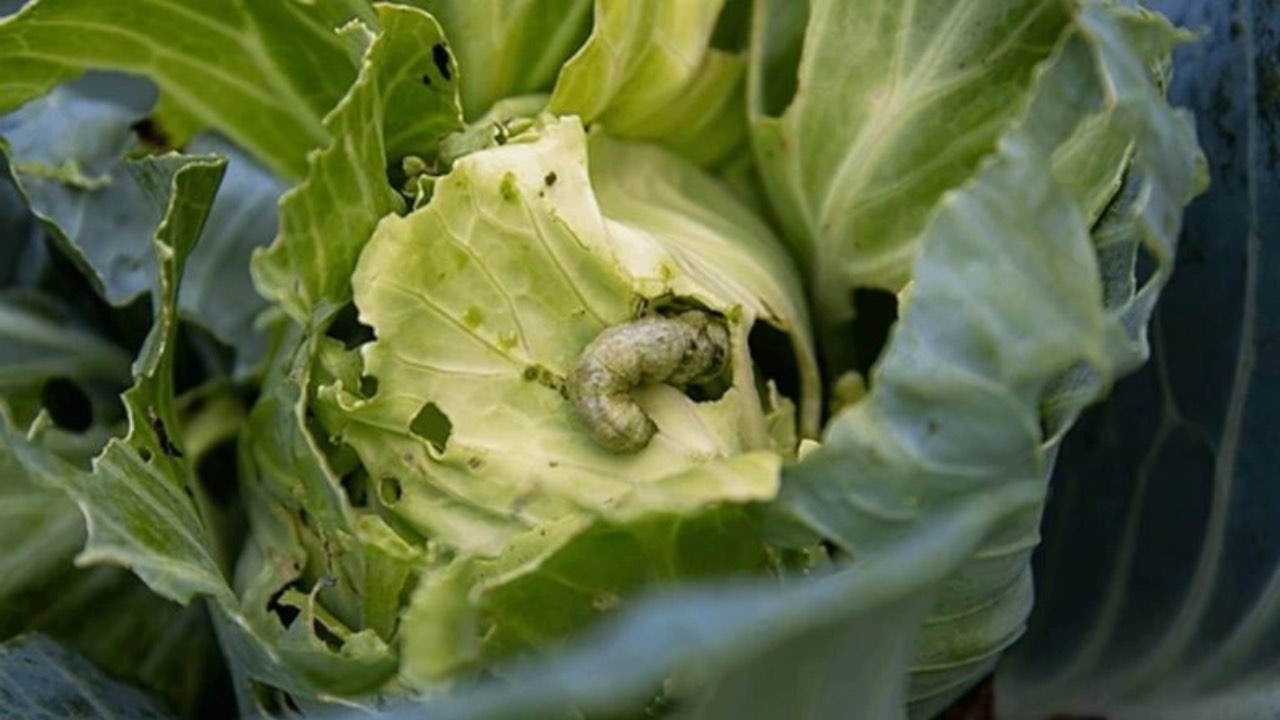 Fastfoods | ఫాస్ట్‌ఫుడ్ సెంట‌ర్ల‌లో ఫుడ్ తింటున్నారా..? అయితే జాగ్ర‌త్త‌..!