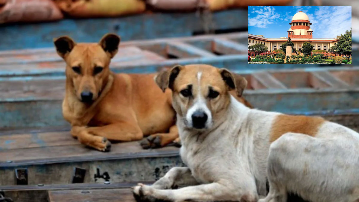 Supreme Court Flags Safety Concerns Over Stray Dogs