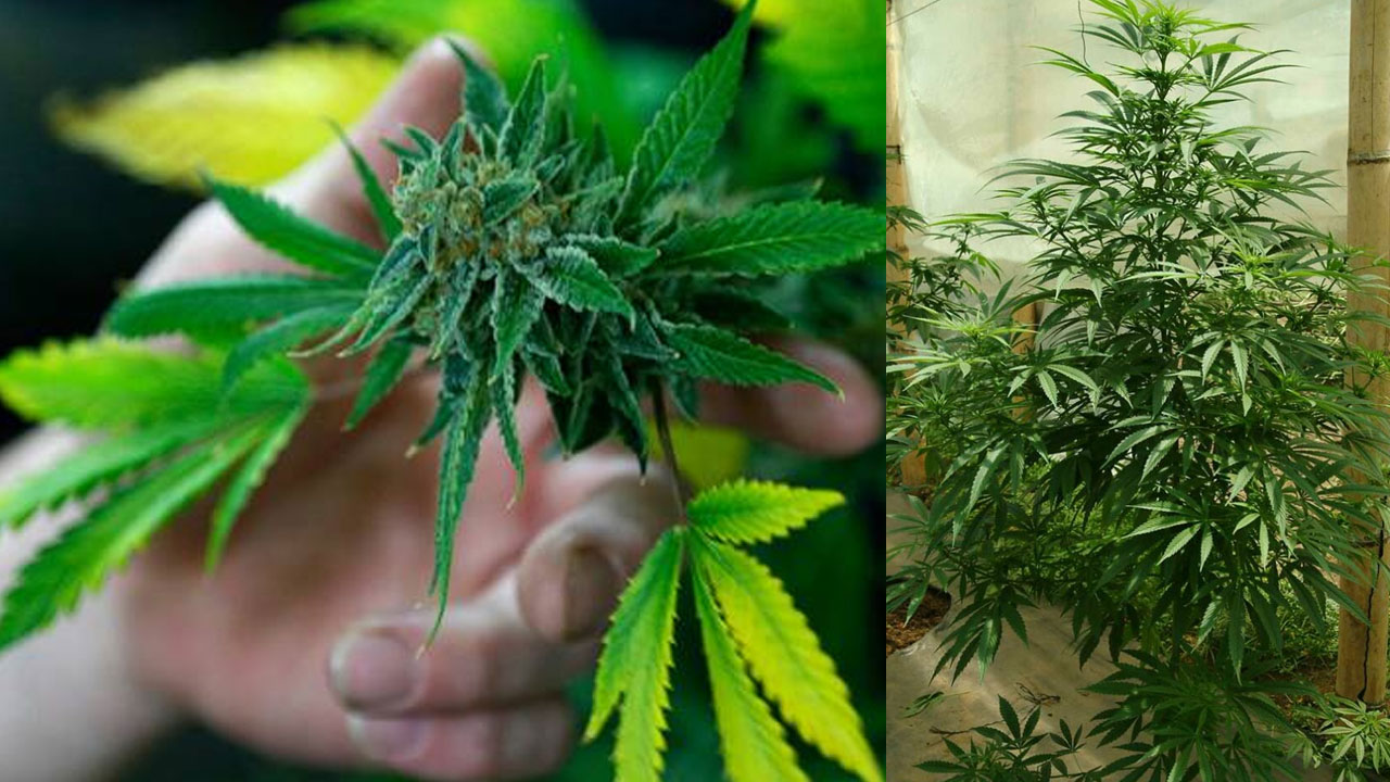 Ganja | కిరాయి ఇంట్లో గంజాయి మొక్క‌.. సిద్దిపేట‌లో బెంగాల్ వ్య‌క్తి అరెస్ట్