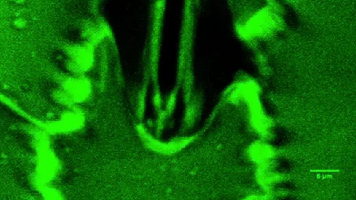 Plants Breathing Stomata | ఇక మొక్కలు శ్వాస తీసుకోవడం నేరుగా చూడవచ్చు.. దీనివల్ల వ్యవసాయ రంగంలో విప్లవాత్మక మార్పులు రాబోతున్నాయా?