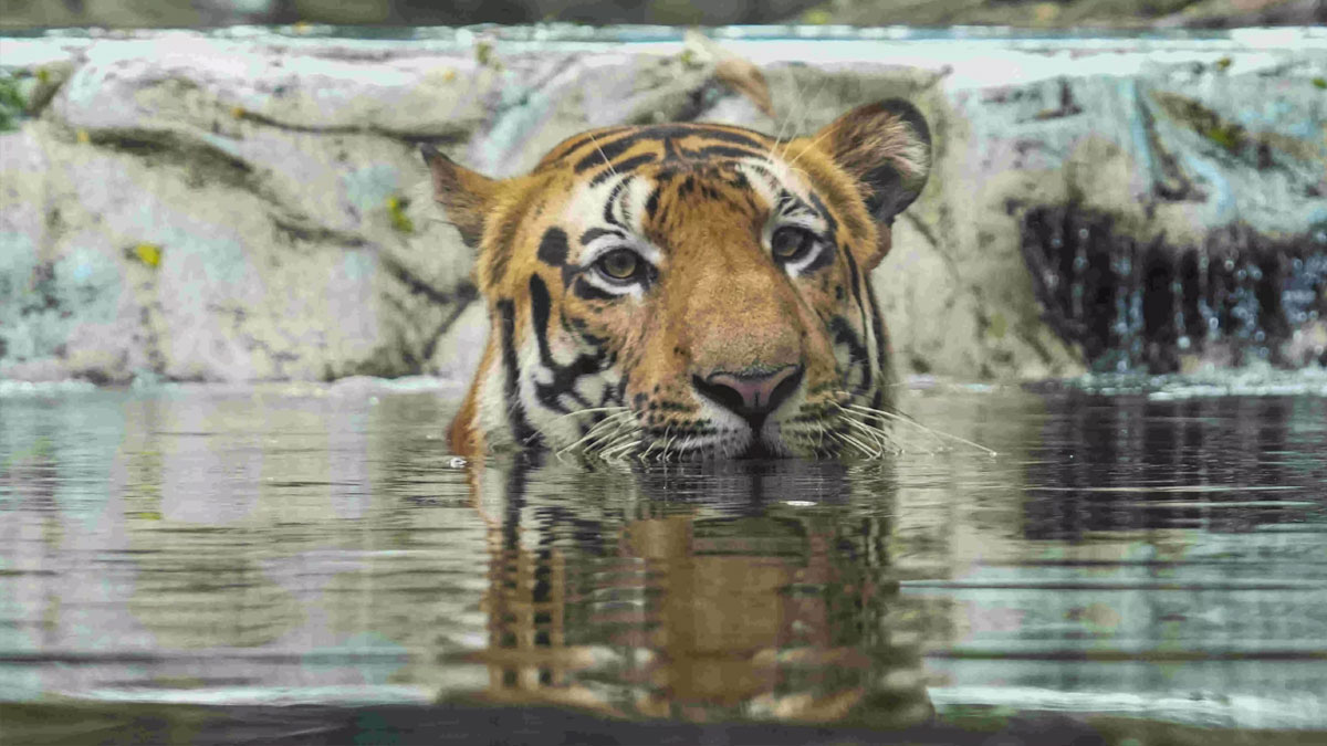 Tigers | అంతరించిపోతున్న పులి జాతి.. పెరుగుతున్న మరణాల సంఖ్య.. కారణం ఏంటి?