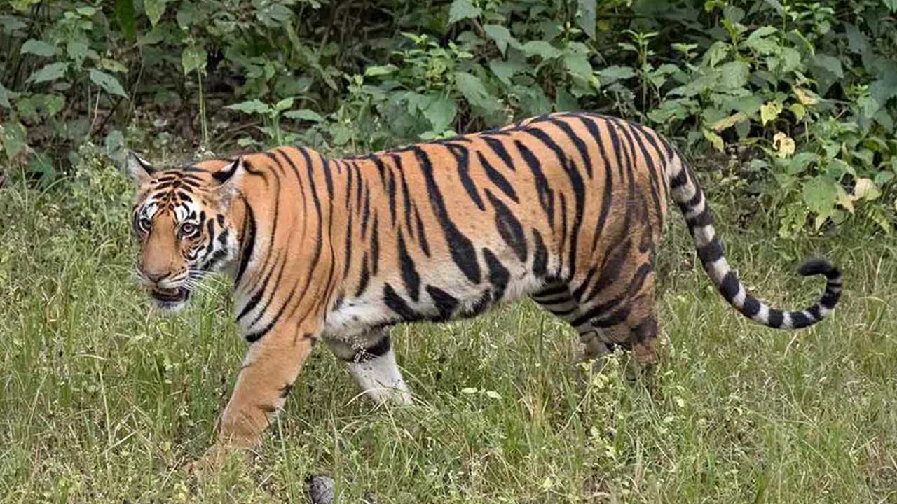 Tiger | పెద్ద‌ప‌ల్లిలో పెద్ద పులి క‌ల‌క‌లం..